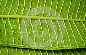 Water drop on green leave