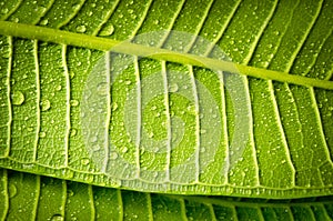 Water drop on green leave