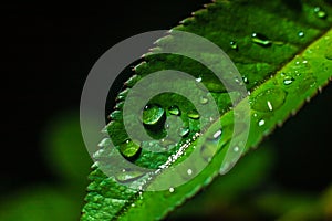 Water drop on green leave. Nature background
