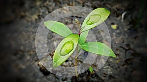 Water drop on green leaves