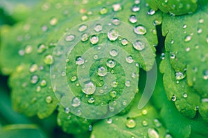 Water drop on green leaves