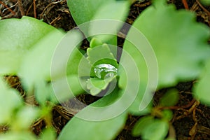 Acqua declino sul foglie verdi 