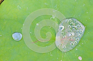 Water drop on green lotus