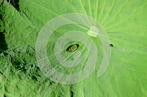 water drop on green lotus leaf