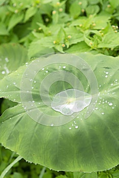 water drop on lotus leaf after rain