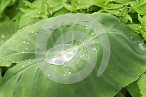 water drop on lotus leaf after rain