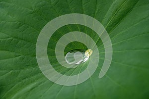 Water drop on green lotus leaf after rain Nelumbo nucifera. Beautiful leaf texture in nature