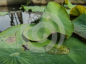 Water drop on green lotus leaves in clear water pond