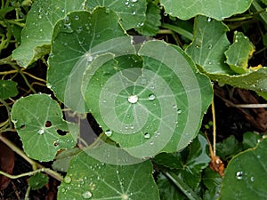 Water drop on green nasturtium plant leaf