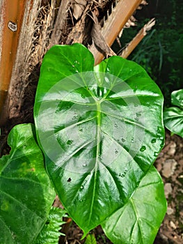 water drop on green taro leaf. close up.