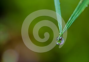 Water drop hanging form the tip of a grass leaf with blurred background and copy space, selective focus