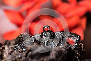 Water drop on head black Jumping Spider Hyllus