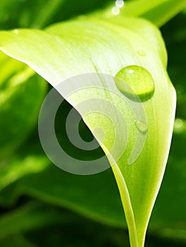 Water drop idling on the leaf surface