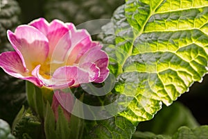 Water drop inside a flower of Primula Primera