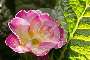 Water drop inside a flower of Primula Primera photo