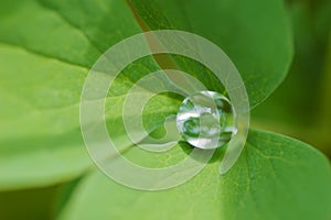 Water drop inside green leaf
