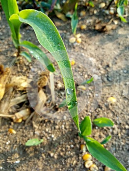 Water drop on leaf