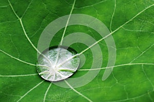 Water drop on leaf