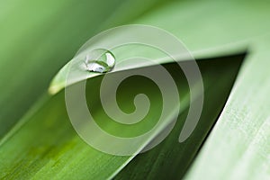 Water drop on a leaf