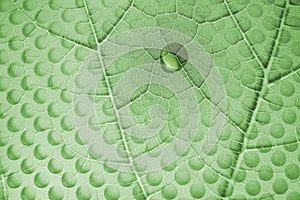 Water Drop on Leaf with Glass Holes