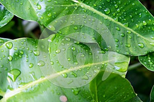 Water drop on a leaf after rain