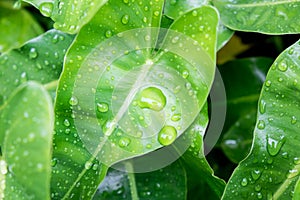 Water drop on a leaf after rain