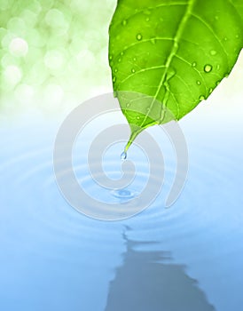 Water drop and leaf with ripple and reflection