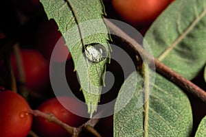 Water drop on a leaf of wild ash, rowan berries