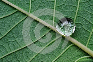 Water drop on a leave