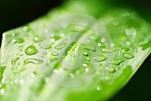 Water drop on leaves in the forest - Drop of dew in morning on leaf with sun light after rain