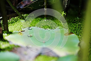 Water drop on lotus green leaf