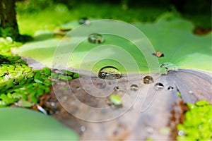 Water drop on lotus green leaf