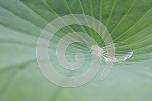 Water drop with lotus leaf