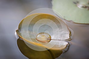 Water drop on lotus leaf