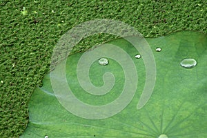 Water drop on lotus leaf