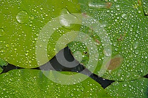 Water drop on lotus leaf