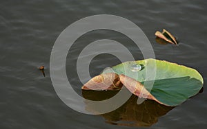 Water drop on a lotus leaf