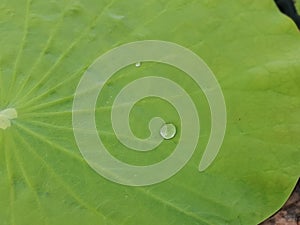 Water drop on the lotus leaf.