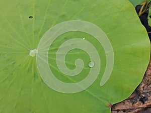 Water drop on the lotus leaf.