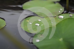 Water drop on the lotus leaf