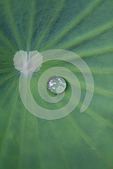 Water drop on lotus leaf