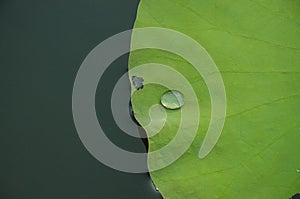 Water Drop on lotus leaf