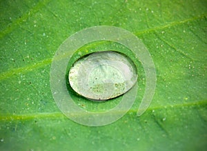 Water drop in lotus leaf