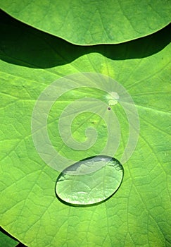 Water drop on lotus leaf