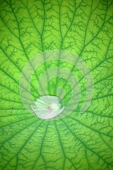 Water drop on lotus leaf