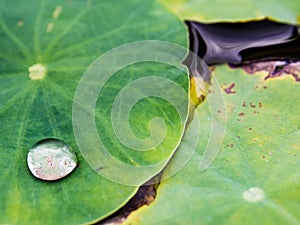 Water drop, lotus leaf