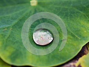 Water drop, lotus leaf