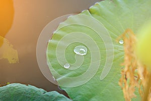 Water drop on lotus leaf