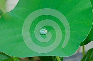 Water drop on Lotus leaf