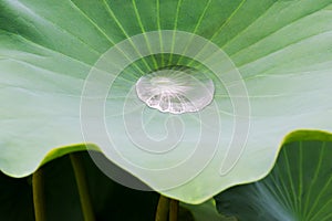 Water drop on lotus leaf